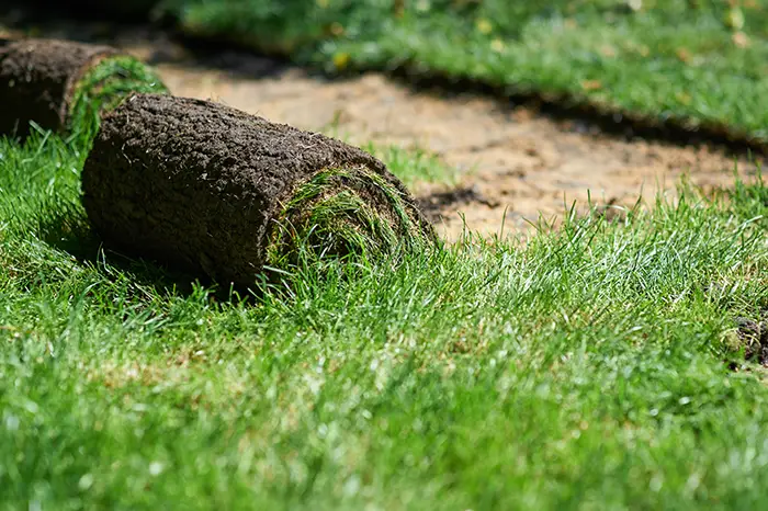 How long after installing sod can you walk on it in San Mateo, CA