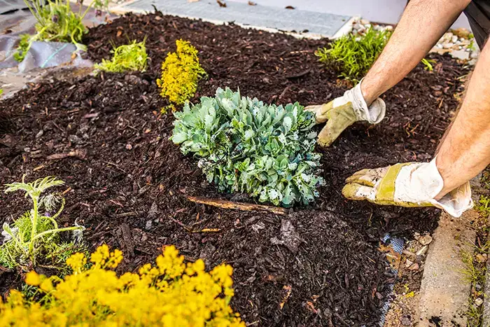 How long does mulch last  in San Mateo, CA